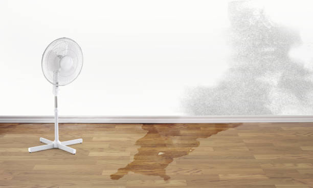 Best Ceiling water damage repair  in Steelevle, IL