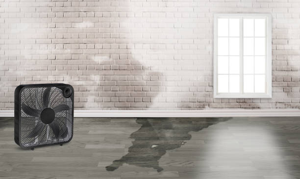 Best Mold removal after water damage  in Steelevle, IL